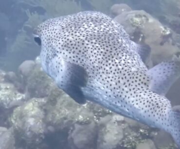 Dressel Divers Riviera Maya Playa del Carmen and Vidanta golf resort deal March 2025  Rentals now