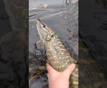Angeln mit Köderfisch auf Hecht: So klappt's im Winter!