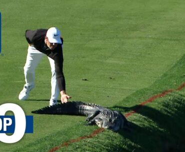 Top 10: Animal Encounters on the PGA TOUR