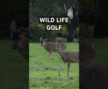 Can you name your best 100-130 in golf shot? #golf #playbettergolf