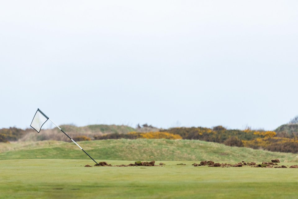 Damaged golf green with flag.