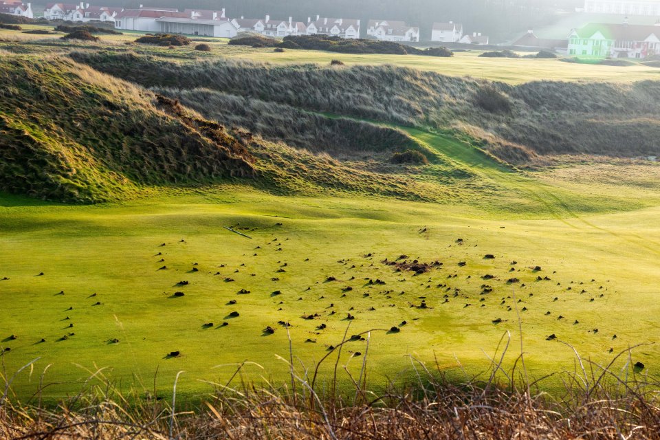 Damage to a golf course green.