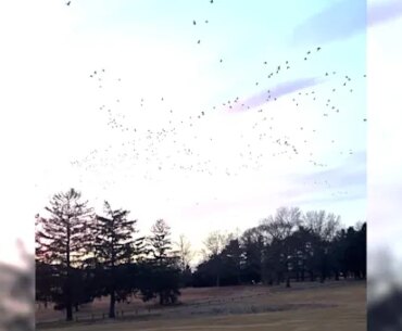 Dog works to chase geese off of golf courses and parks in Nassau