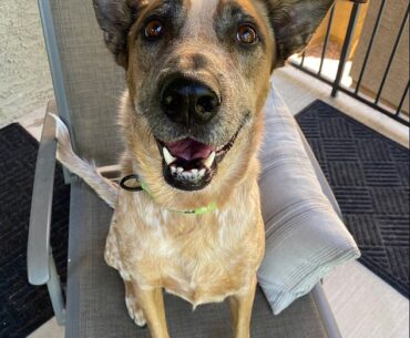 Golf influencer Paige Spiranac has announced that her dog, Niko, has passed away