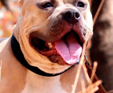 Pretty Pittie Committee to host Putt Pawty fundraiser event