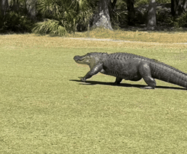 Massive Alligator Spotted Roaming Florida Golf Course