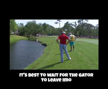 Gator Interferes with Ian Poulter's Shot! #golf #pgatour #ianpoulter