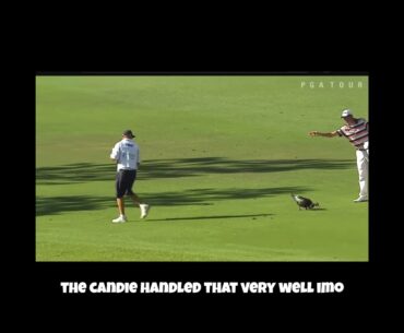 Caddie Handles Curious Duck Skillfully! #golf #pgatour #chessonhadley