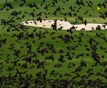 Why are there no birds or squirrels at Augusta National and do Masters broadcasters play in wildlife sounds?
