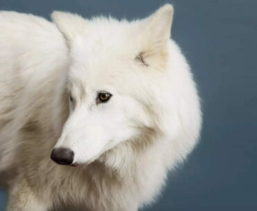 Scientists revive dire wolf using breakthrough biotech—Tom Brady and Tiger Woods play surprising role | NFL News