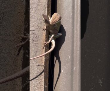 🦎#lizard