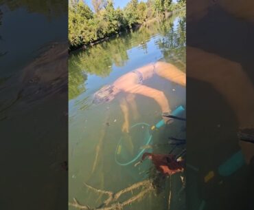 She swam into the water to catch my snagged smallmouth bass - Part 1 #swimbaits #riverfishing