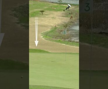 빠른 그린에 애먹는 선수들.. 고군택의 대단한 감각