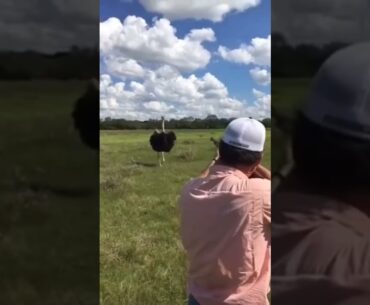 Chicken for Dinner #ostrichhunting #ostrich #headshot #headshotsdotcom #jagd #jakt #chickenrecipe