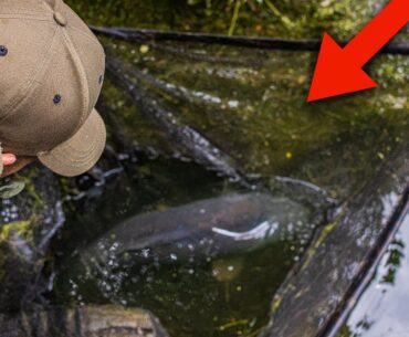 MEGA Colne Valley CARP Fishing! 🇬🇧