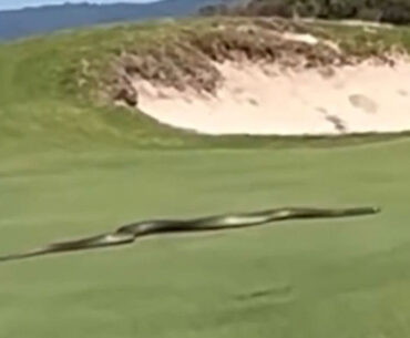 Shocking moment 'biggest snake EVER' slithers across golf course as terrified fans say 'I would have dropped dead'