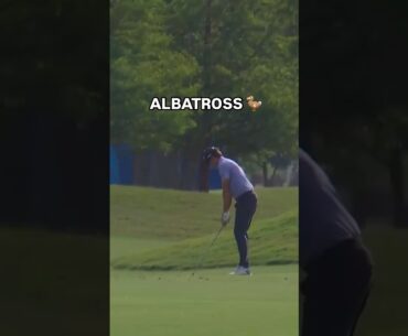 ALBATROSS for Adam Schenk 🎯