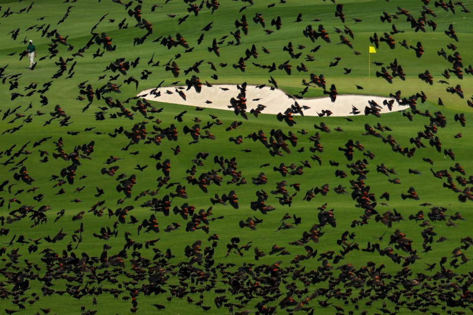 The delayed 2020 Masters showed the amount of birds with no spectators