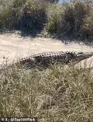 The huge animal pictured on the move