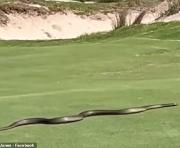 The brown snake was estimated to be about three metres in length