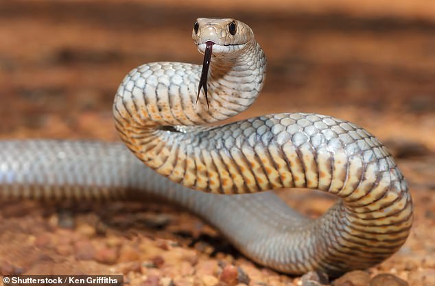 Brown snakes can be aggressive when provoked and don't like confrontations with humans