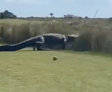 Huge dinosaur-like alligator spotted at American golf course
