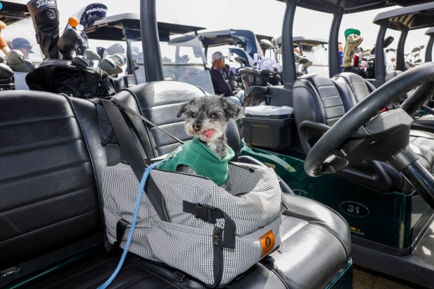 Moby, an amaltipoo dog, waits for a ride with her...