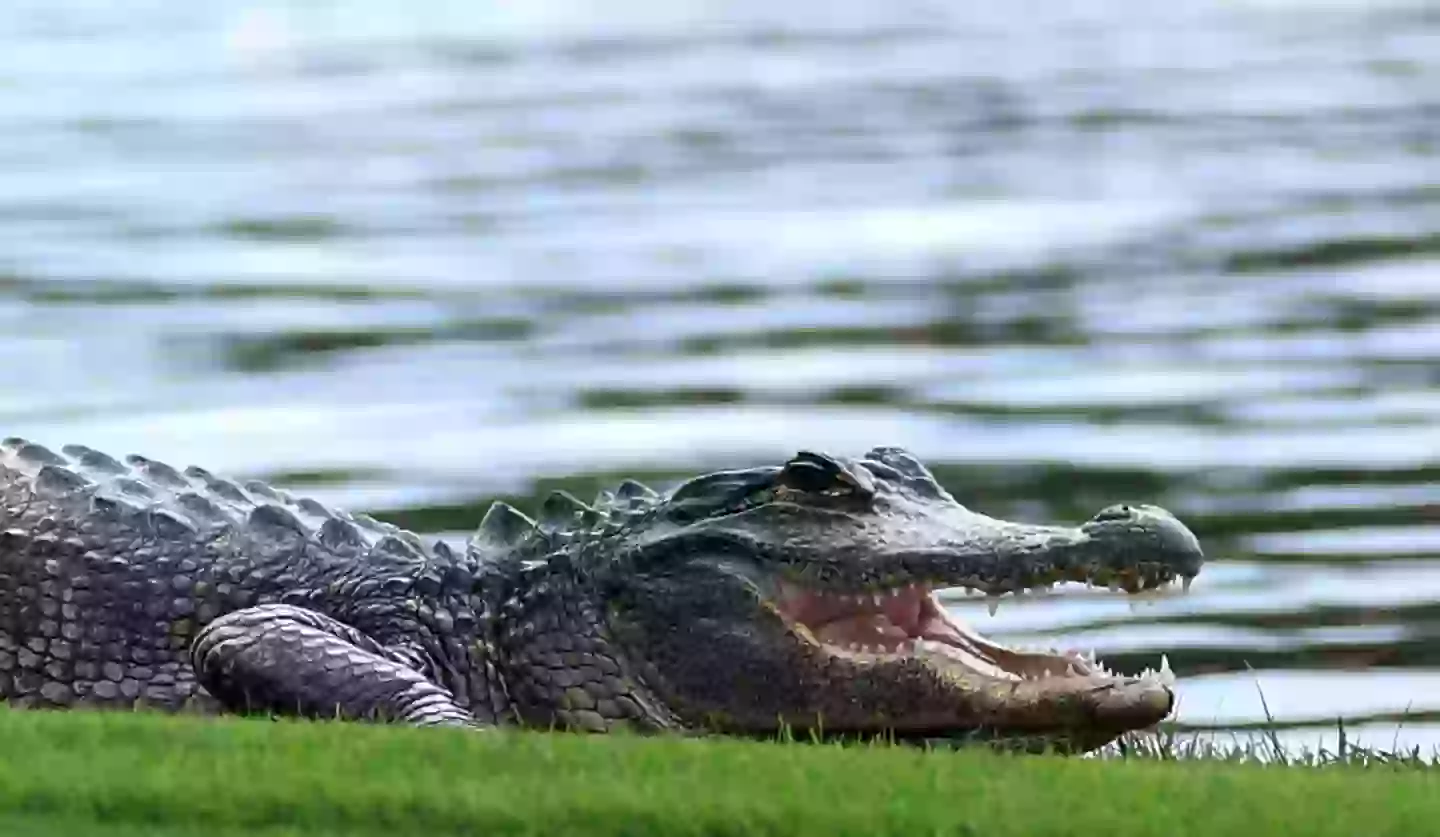 Alligators are a common site on golf courses but they're not usually this big (David Cannon/Getty Images)