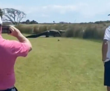 Shocking moment 'DINOSAUR' alligator strolls across golf course as stunned players watch on