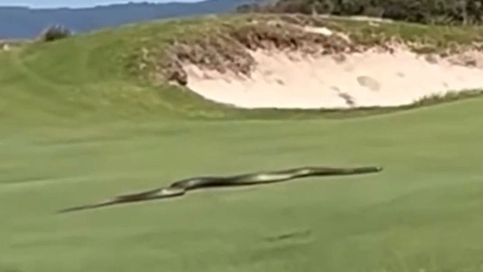 Large snake on a golf course.