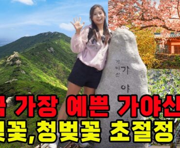 겹벚꽃 초절정🌸 100대 명산 가야산~개심사 등산코스, 헬씨빈과 걷는 꽃길 산행🌸