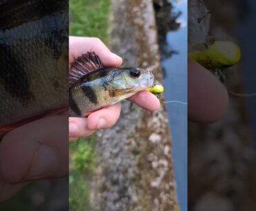 Angeltrips in einer Minute: Reichlich Fisch im Grenzgebiet!