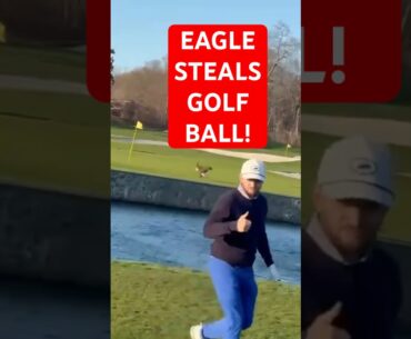 MARK ME DOWN FOR AN EAGLE! Bald Eagle steals golf ball off the green after golfer makes a nice shot