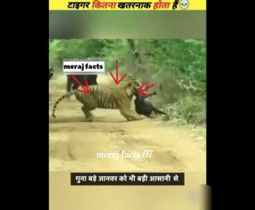 ये टाइगर जो सबसे खतरनाक हैं 😱 Why Tiger Woods Is More Important Than Ever