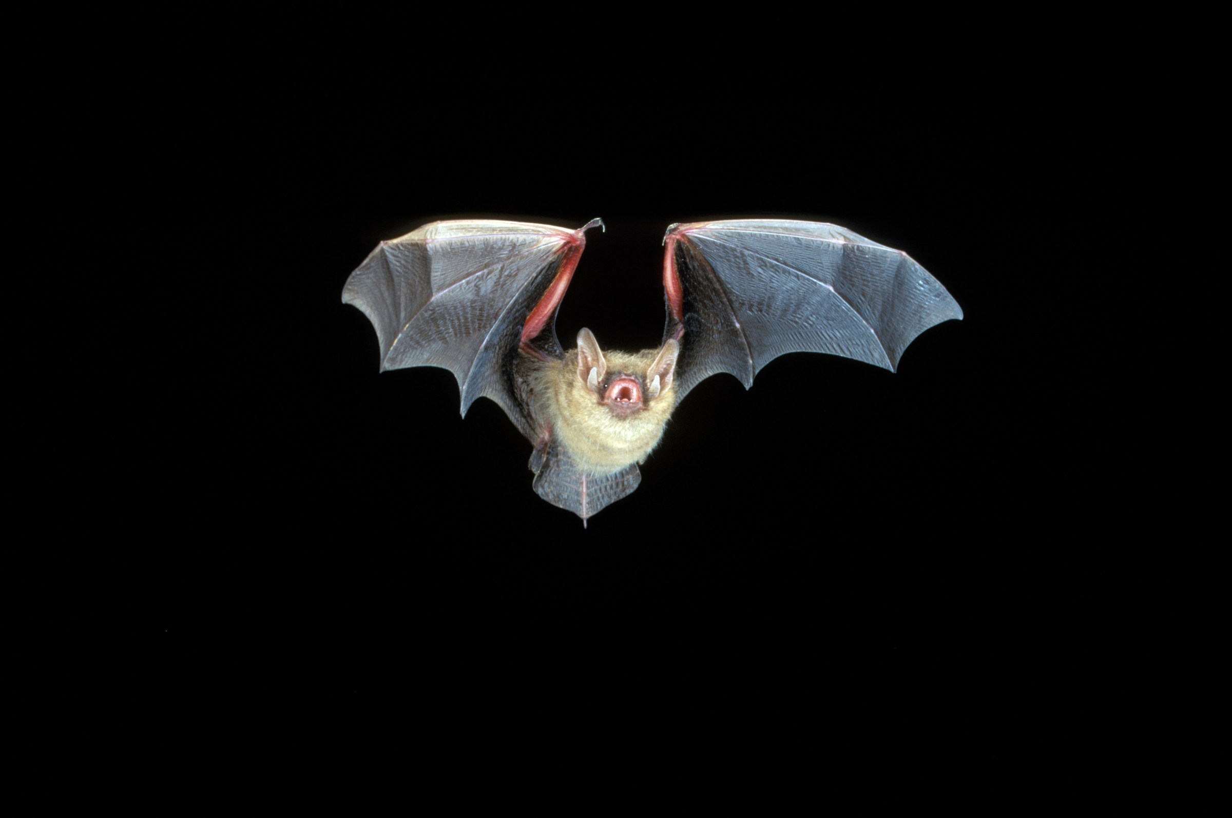 White-nose syndrome, a fungal disease, has caused massive declines in a handful of bat species, including the tricolored bat, shown here in flight.