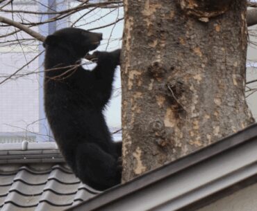 Bear sighting ends tournament in Japan amid safety concerns