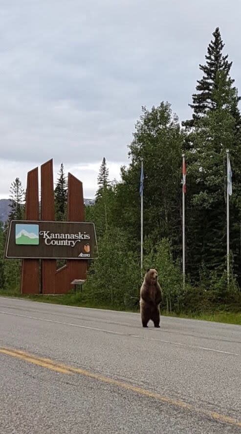 Grizzly bears, like this one pictured in Kananaskis Country, are known to frequent the Kananaskis Country Golf Course.
