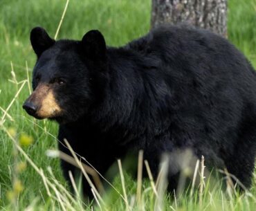 Golfers tee off with wildlife in Kananaskis