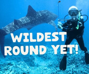 Rental Clubs and Whale Sharks: Golfing Mauna Kea