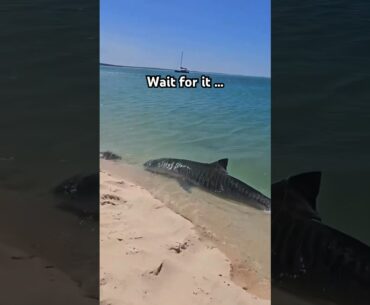 Watch your toes!! 🦈🐅🤯A tiger shark was spotted ON the shore. Captured by Ruthy Roo #shark #nature