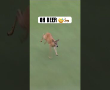 Drive for show, putt for doe 😅🦌 #golf #LIVGolf