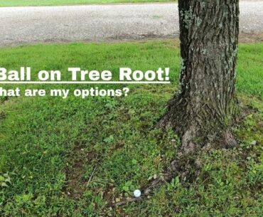 Golf Ball on Tree Root