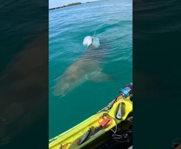 Code brown! I almost got rammed by a bull #bullshark #fishing  #floridakeys #epic #florida