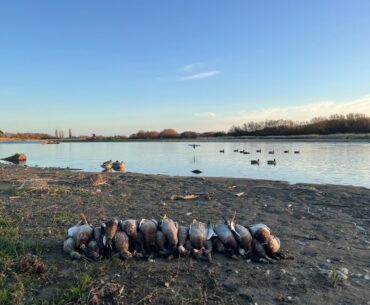 Duck Shooting NZ 2025