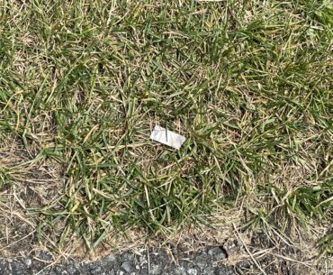 Are zyn’s worse than butts on the course?
