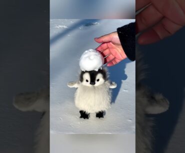 I want to kiss this baby #cute #adorable #pet #penguin #babyanimals #fluffy #cuteanimal