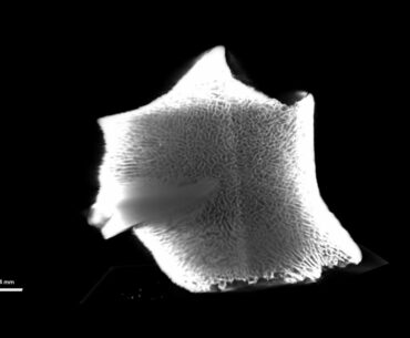 CT-Scanned Fossil Reveals Shark Attack in 3D Virtual Reality