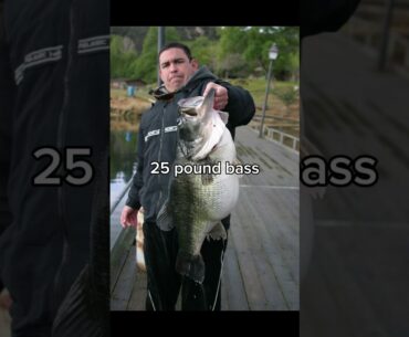 Giant rainbow trout 😳 #shorts #fishing #trout