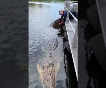 Saltwater Crocodiles