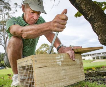 Hastings Golf Course celebrates 1000 kills in predator-free effort, bird life thriving
